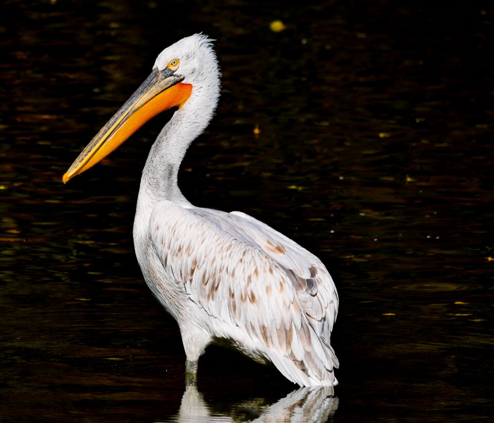 Bill water bird exotic