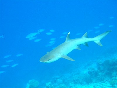 Whitetip reef shark (Triaenodon obesus). Photographed by Jan Derk in March 2006 in Fihalhohi, Maldives.