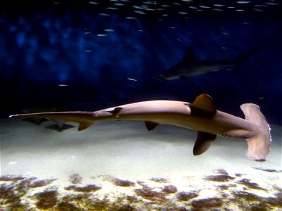 Scalloped Hammerhead Shark (Sphyrna lewini) photo
