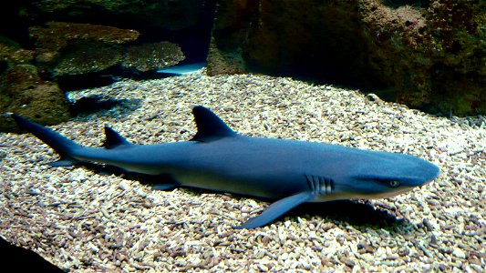 Whitetip reef shark (Triaenodon obesus), Location: House of Sea in Vienna
