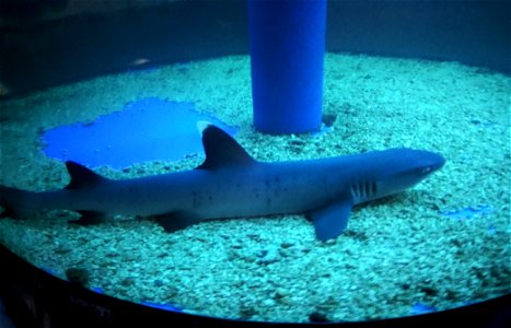 Whitetip reef shark (Triaenodon obesus) at the exhibition "Underwater World" in Tomsk.