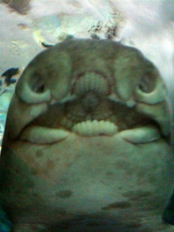 Mouth of a Port Jackson Shark, showing teeth and crushing plate.