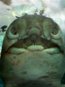Mouth of a Port Jackson Shark, showing teeth and crushing plate. photo