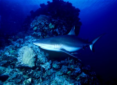 Carcharhinus amblyrhynchos photo