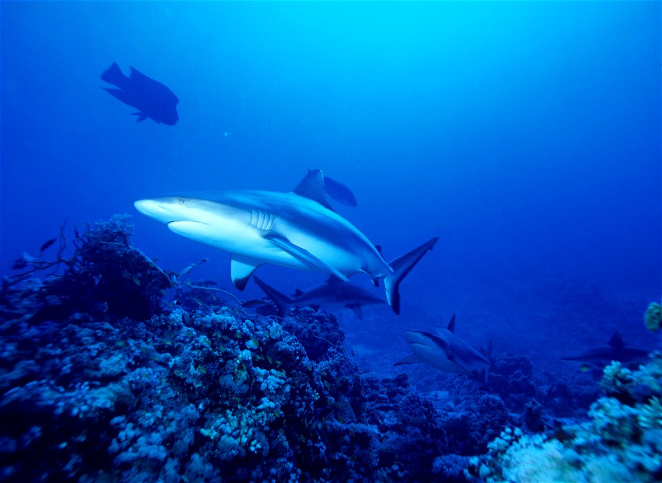 grijze rifhaai (Carcharhinus amblyrhynchos)

Foto van Albert Kok gemaakt in Sudan (Shab Rumi)