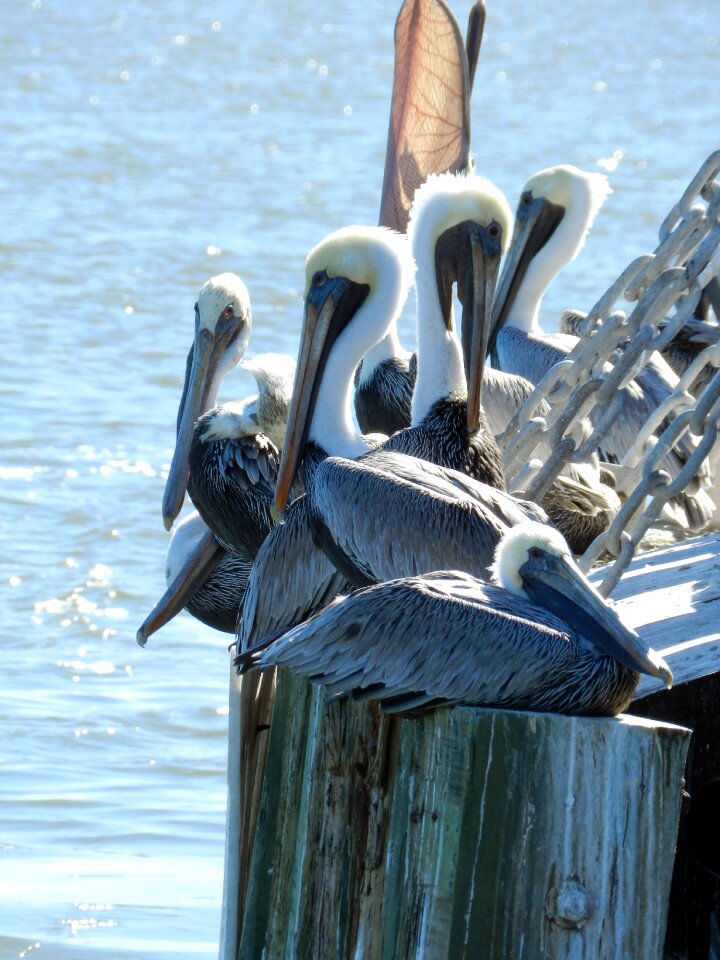Water wildlife waterfowl