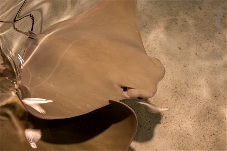 Atlantischer Kuhnasenrochen (Rhinoptera bonasus)