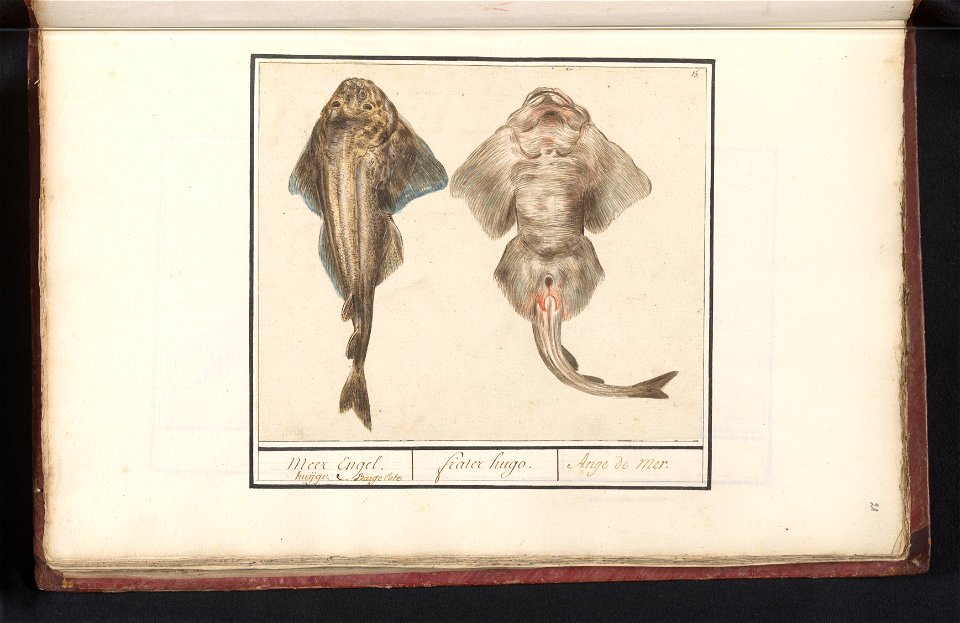 IdentificatieTitel(s): Squatina of vioolrog (Rhinobatidae)Meer Engel. huijge Bargelote / frater hugo. / Ange de mer (titel op object)Objecttype: tekening Objectnummer: RP-T-BR-2017-1-6-21Omschrijving: