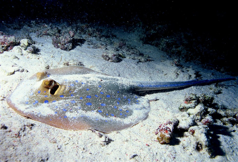 An example for the family of stingrays.