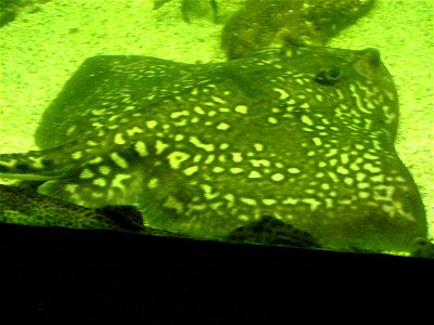 Raie bouclée, Raja clavata, du Muséum Aquarium de Liège photo