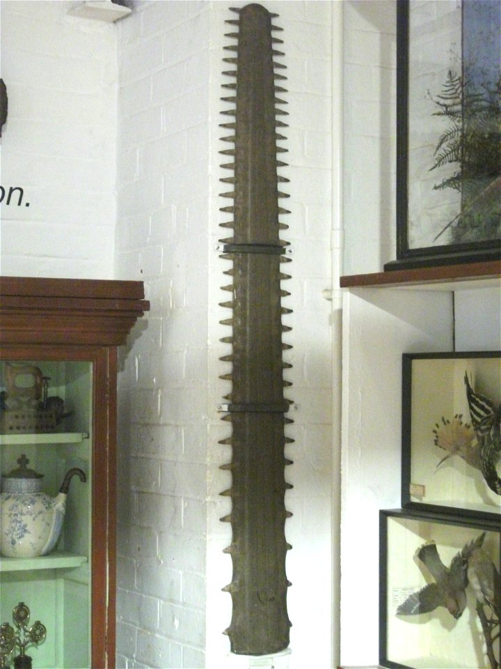 The saw of a sawfish, on display at Bedford Museum.  Genus Pristis; this specimen's blade is a little more than 3.5 ft-long.