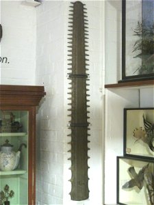 The saw of a sawfish, on display at Bedford Museum.  Genus Pristis; this specimen's blade is a little more than 3.5 ft-long.