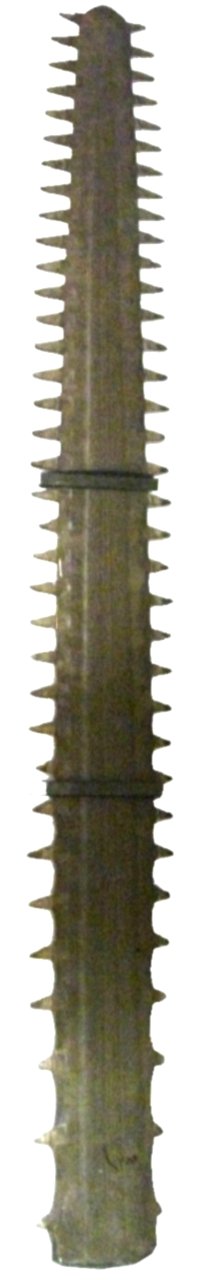 The saw of a sawfish, on display at Bedford Museum. It is a little more than 3.5 ft-long