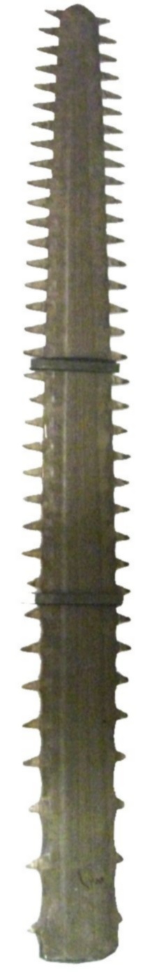 The saw of a sawfish, on display at Bedford Museum. It is a little more than 3.5 ft-long