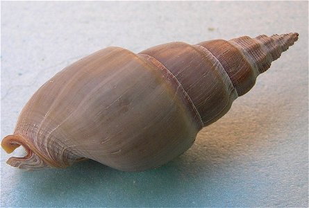 Northia pristis, a true whelk from the family Buccinidae
