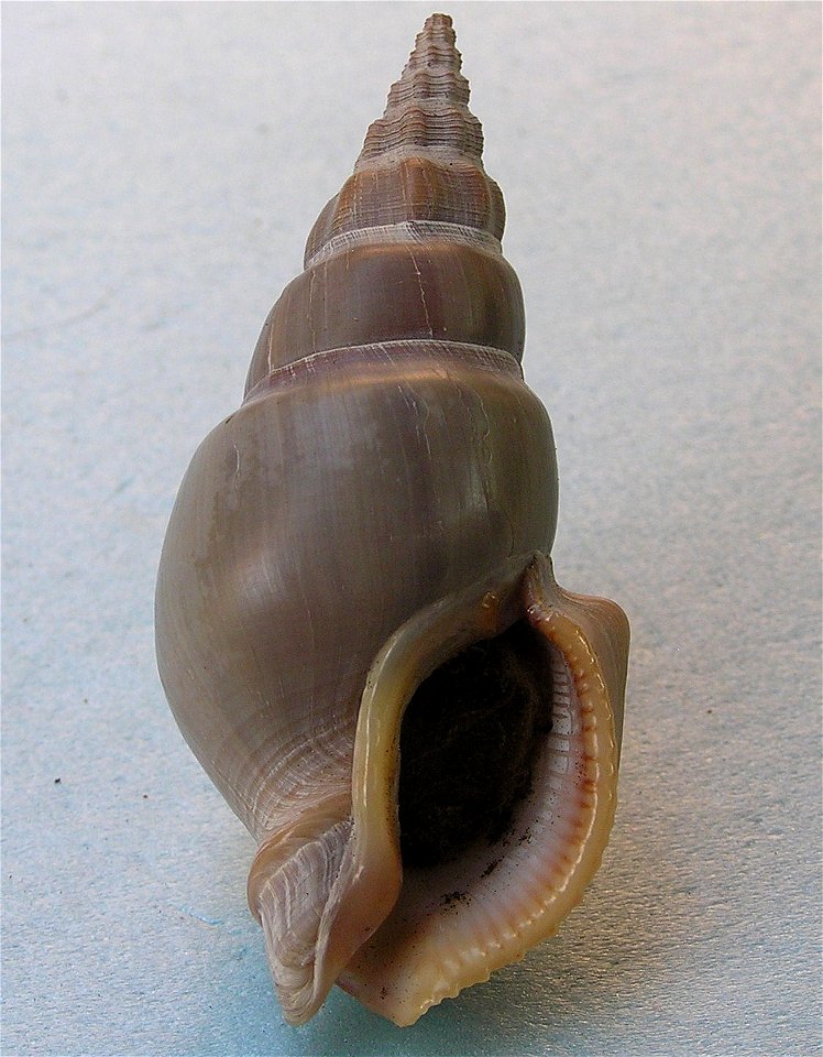 Northia pristis, a true whelk from the family Buccinidae