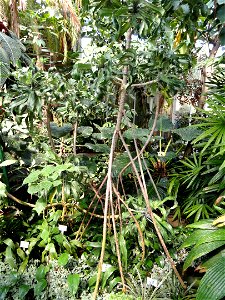 Pandanus pristis specimen in the Botanischer Garten München-Nymphenburg, Munich, Germany.