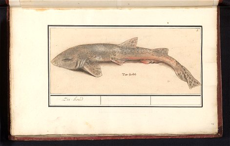 IdentificatieTitel(s): Hondshaai (Scyliorhinus canicula)Zee-hond (titel op object)Objecttype: tekening Objectnummer: RP-T-BR-2017-1-6-9Omschrijving: Hondshaai. Genummerd rechtsboven: 3. Onderaan de Ne