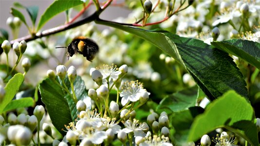 Garden flower insects