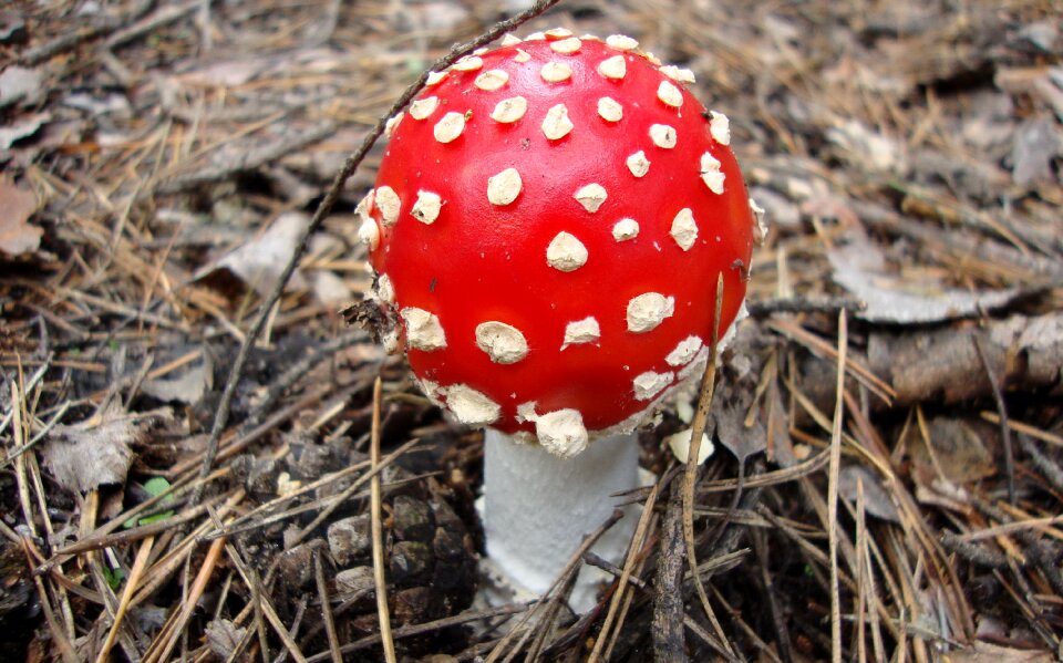 Bokeh nature mushrooms