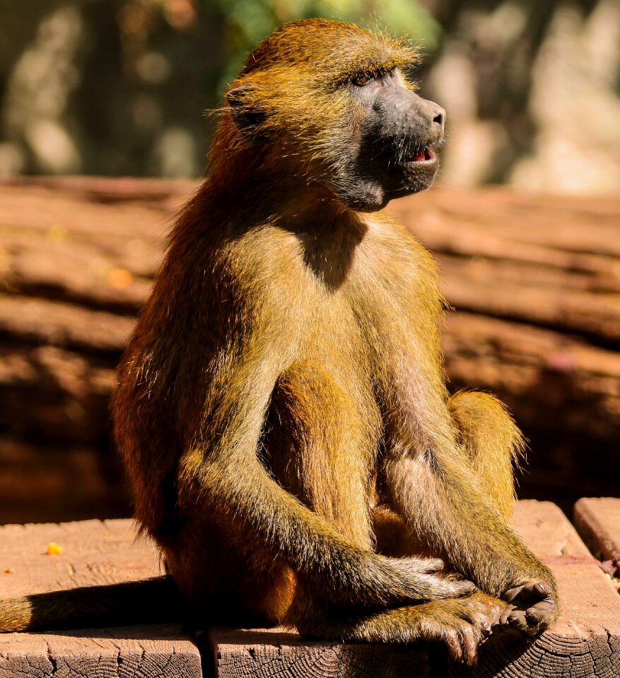 Sphinx-baboon mammal primate