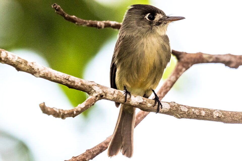 Bobito chico bird wildlife