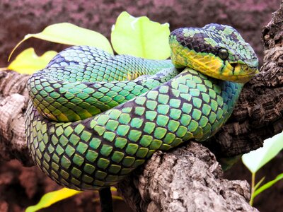 Green constrictor scale