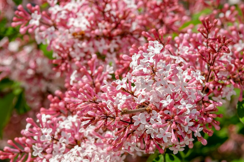 Bloom pink white spring