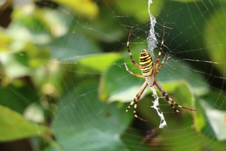 Macro network animal