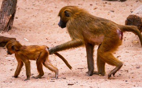 Sphinx-baboon mother and child little monkey photo