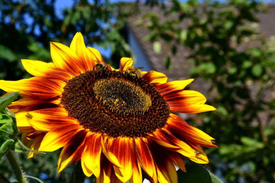 Yellow blossom bloom