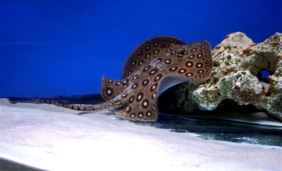 Fish Ocellate river stingray, Potamotrygon motoro in Prague sea aquarium, Czech Republic