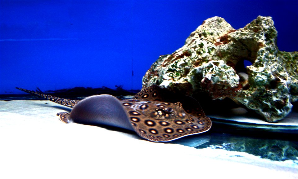Fish Ocellate river stingray, Potamotrygon motoro in Prague sea aquarium, Czech Republic