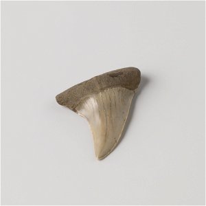 IdentificatieTitel(s): Fossiele vistandObjecttype: tand fossiel Objectnummer: NG-NM-1395-AOmschrijving: Fossiele vistand met gefossiliseerd been, zeer waarschijnlijk een zijtand uit de linker bovenkaa photo