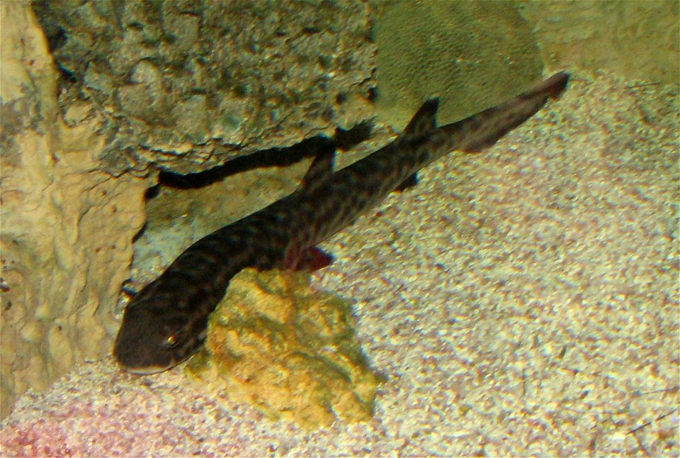 Coral Catshark (Atelomycterus marmoratus) at Newport Aquarium