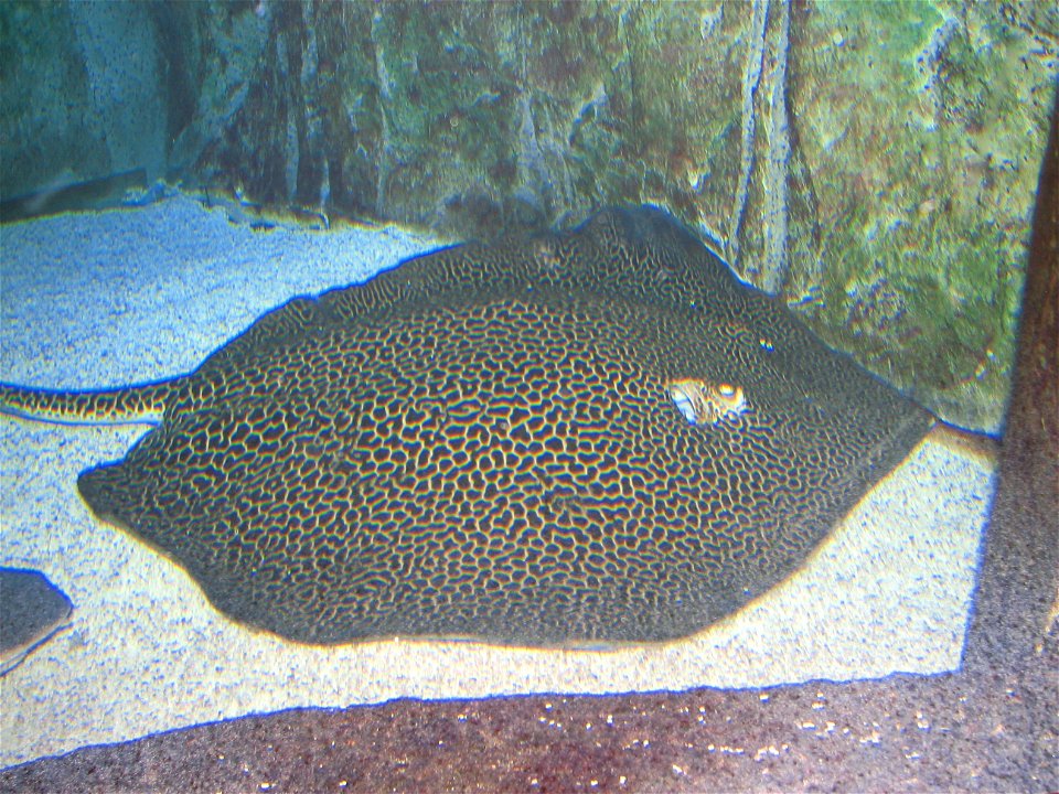 Honeycomb Whiptail Ray ( Himantura uarnak ) at Newport Aquarium, Newport Ky