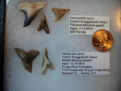 Several snaggletooth shark teeth from two different locations in the U.S., housed in a large ryker display. Very prized collectibles, as these types of teeth are noted for their exceptionally large an photo