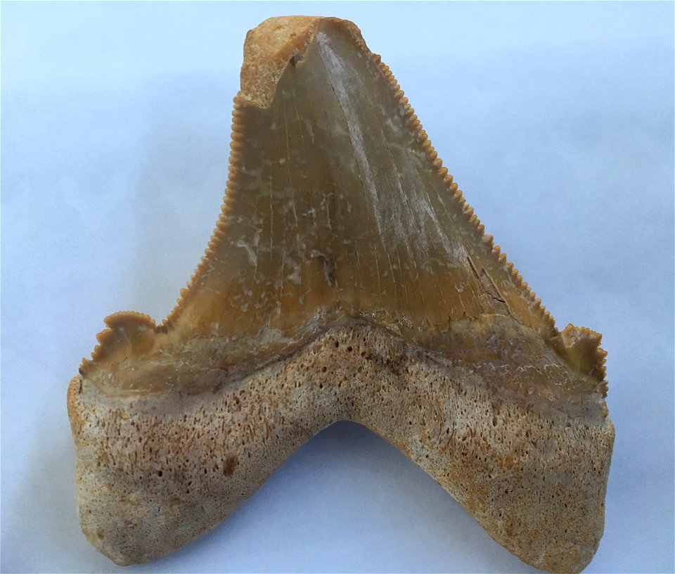 C. sokolovi from Dakhla, Morocco. 3 inches, feeding damage to the tip, some “lightning strikes.”