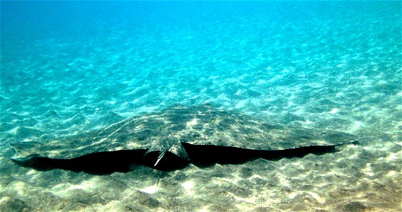 Butterfly ray (Gymnura altavela), 2m under water, 30m from the shore/beach