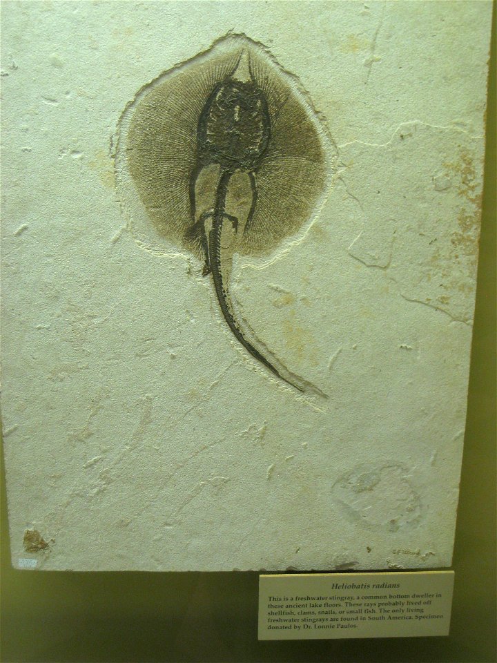 Heliobatis radians fossil in the Utah Museum of Natural History, Salt Lake City, Utah, USA.