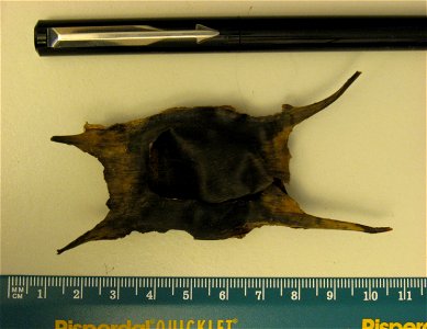 A Mermaid's Purse found on a beach in Herne Bay, UK. This is the eggcase of a skate (fish) or ray, a Raja species, probably Raja clavata. The eggcase of a dogfish or small shark looks quite different,