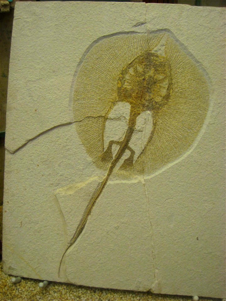 Heliobatis radians fossil in the Buffalo Museum of Science, Buffalo, New York, USA.