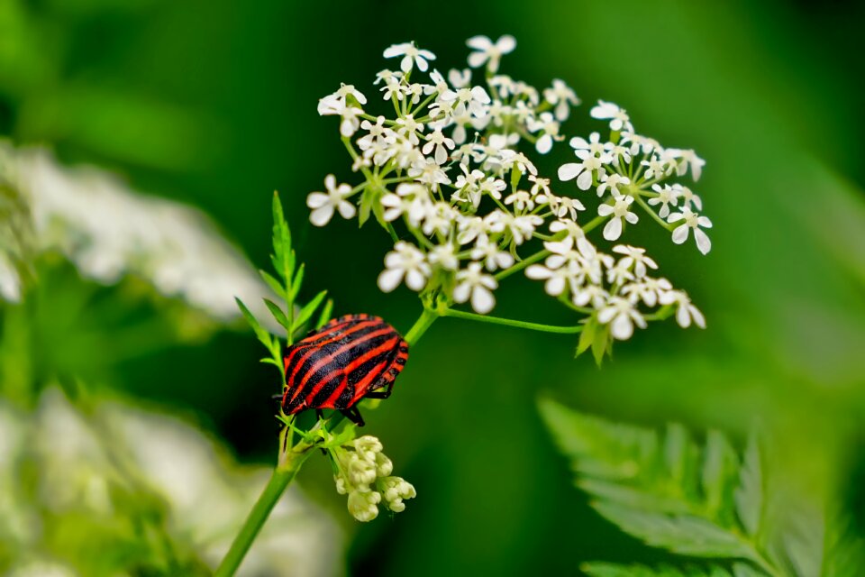 Elder flower spring black red
