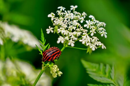 Elder flower spring black red