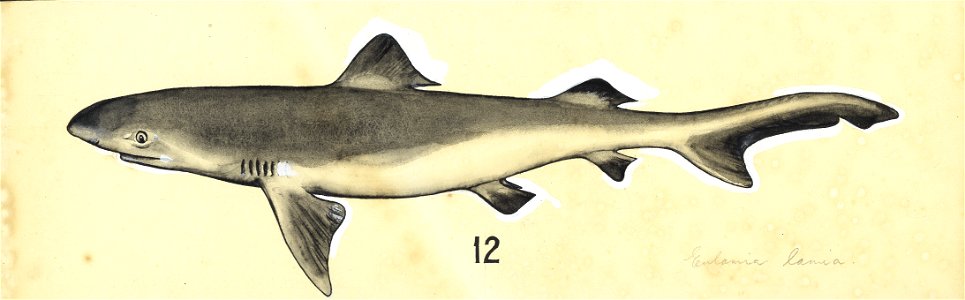 Estuary Shark, Eulamia lamia, 1966. Estuary shark, also known as Blainville's Dogfish, Eulamia lamia and Squalus chloroculus.