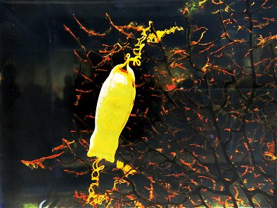 egg capsules of cloudy catshark