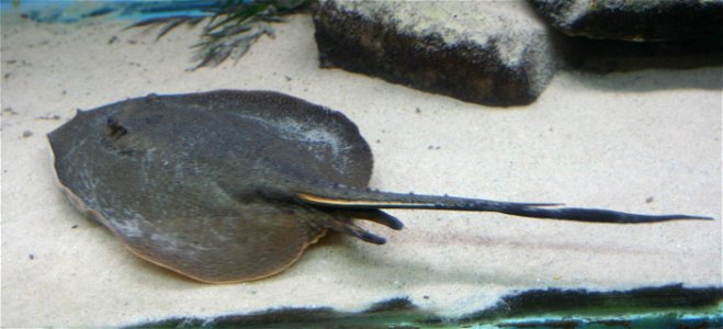 Amazon River ray (w:Plesiotrygon iwamae), in the w:Buffalo Zoo photo