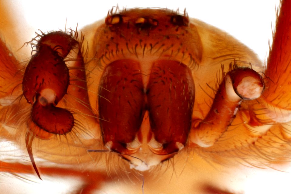 Anterior view of Loxosceles reclusa (Brown Recluse Spider)
6841 Raccoon Run, Austin, Travis Co., Texas
July 8th, 2011
Public Domain Image by Christopher Johnson
Part of the "Insects Unlocked" Project
