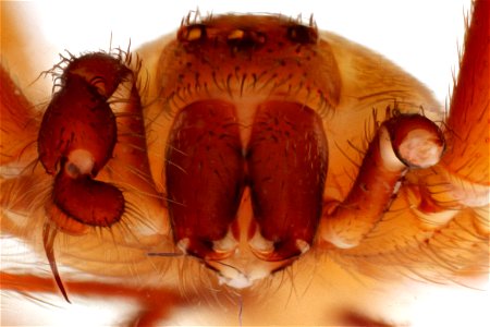 Anterior view of Loxosceles reclusa (Brown Recluse Spider) 6841 Raccoon Run, Austin, Travis Co., Texas July 8th, 2011 Public Domain Image by Christopher Johnson Part of the "Insects Unlocked" Project photo