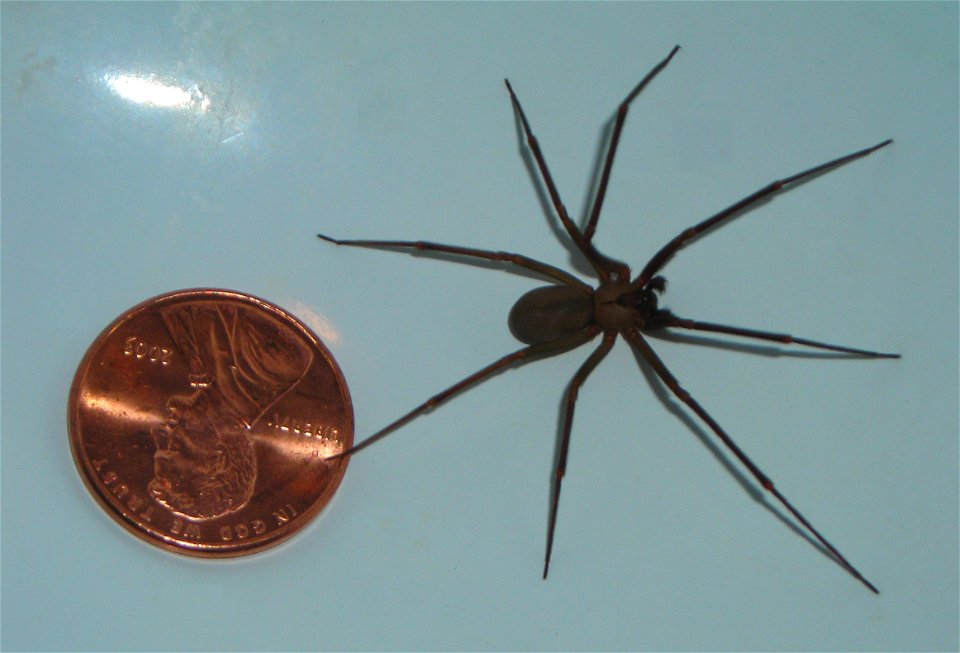 brown recluse as compared to a U.S.A. penny